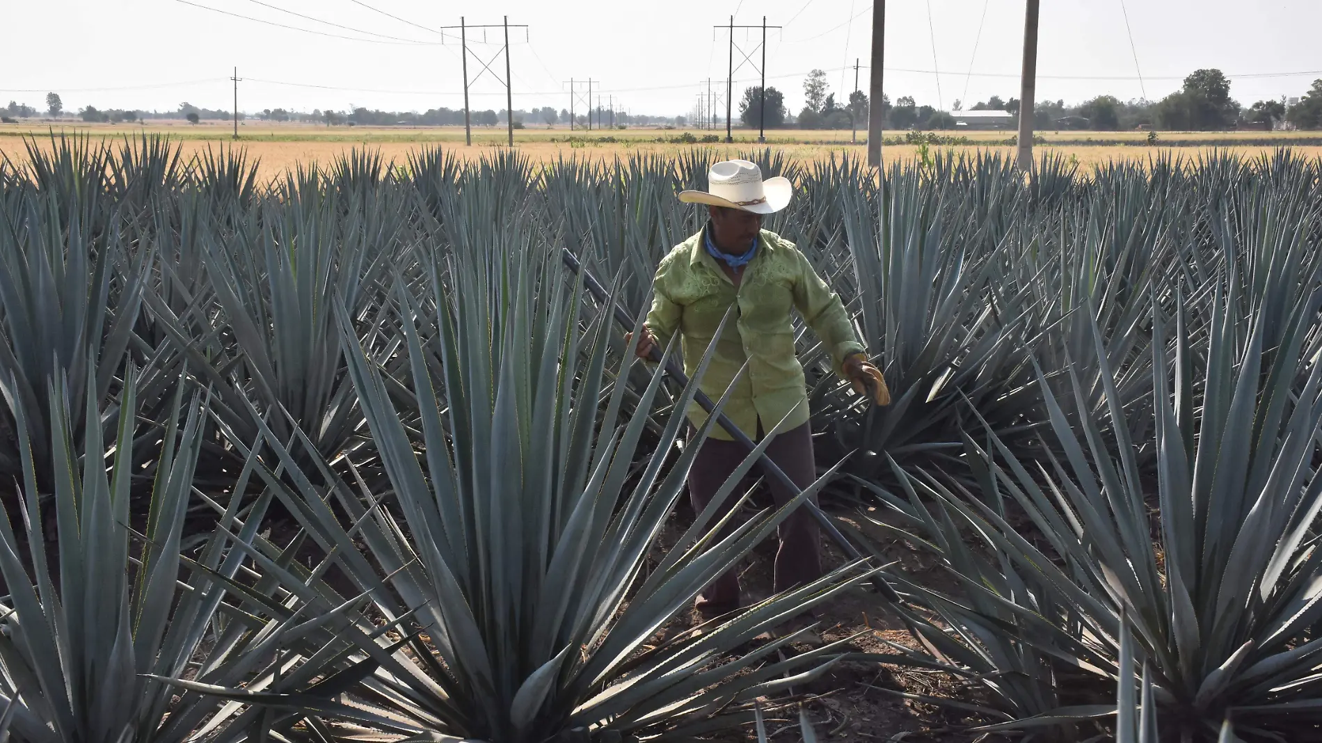 PLANTIOS DE AGAVE